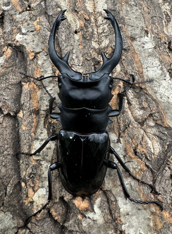 【WD】《インターメディアツヤクワガタ 94mm ペア》