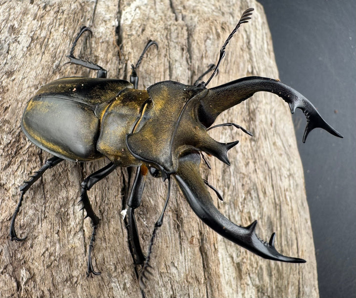 【WD】《フルキフェルミヤマ 64mm ペア》