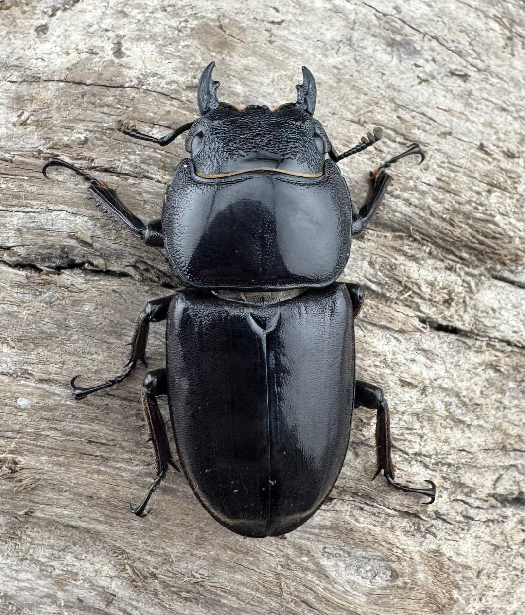 【WD】ロングホーン《パラワンオオヒラタ 85.5mm ペア》