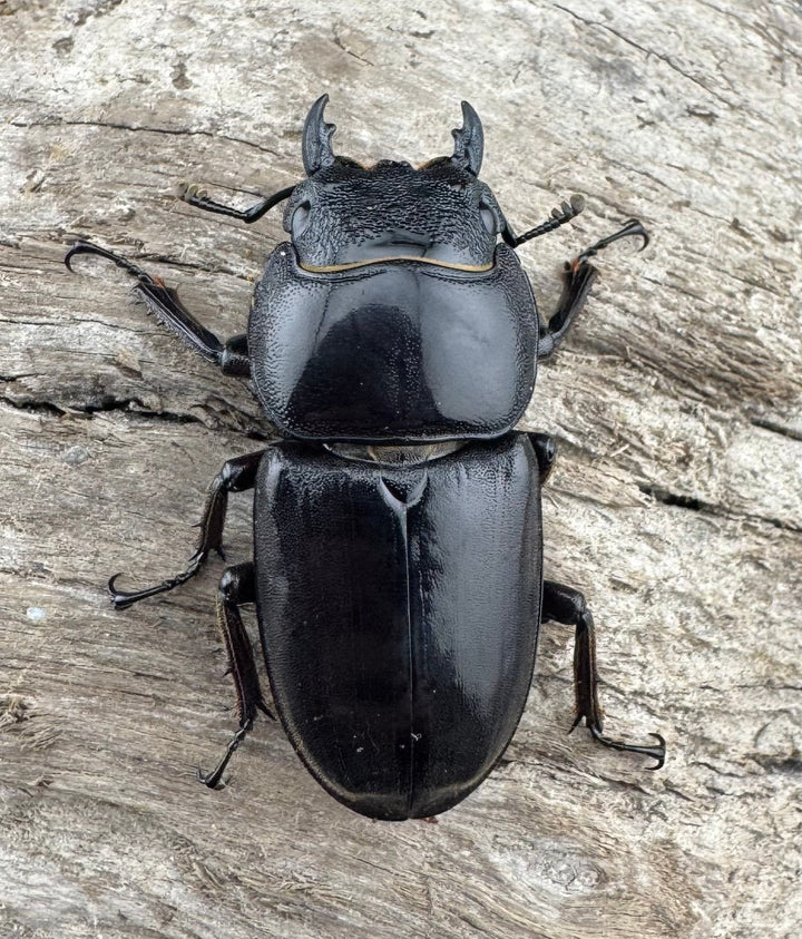 【WD】ロングホーン《パラワンオオヒラタ 85.5mm ペア》