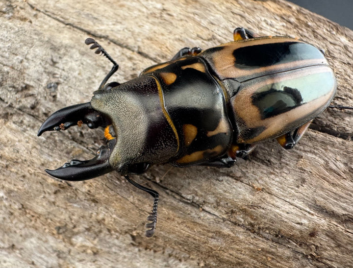 【WD】《ゼブラノコギリクワガタ亜種ledae 38mm ペア》