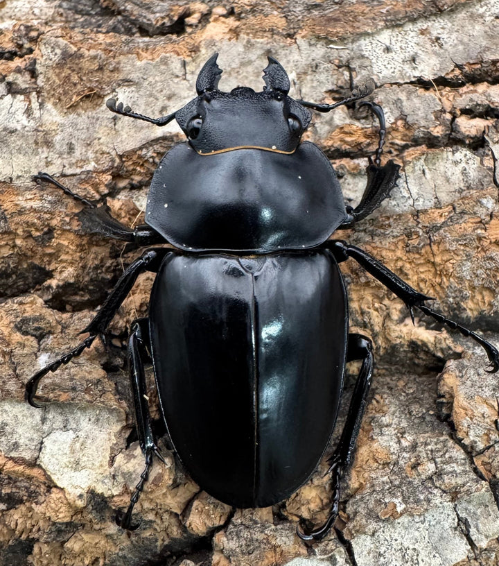 【WD】《スティーブンスツヤクワガタ原名亜種 84mm ペア》