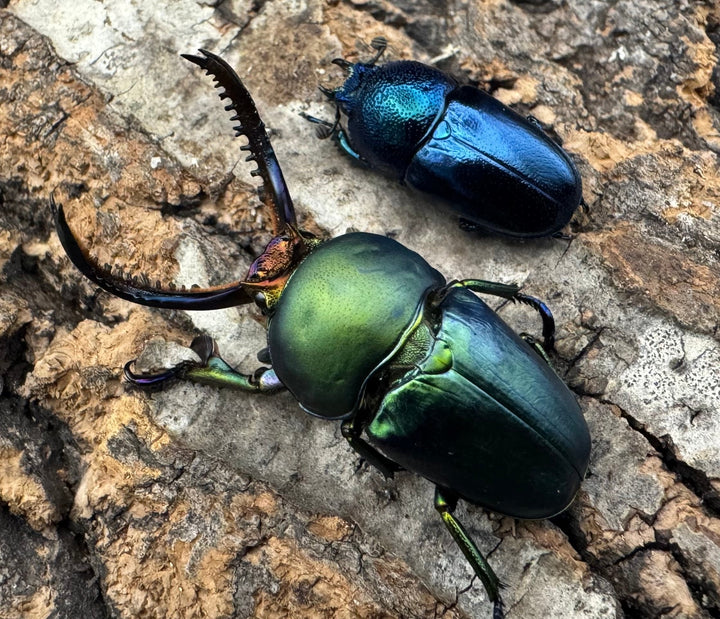 《パプアキンイロクワガタ 39mm ペア》