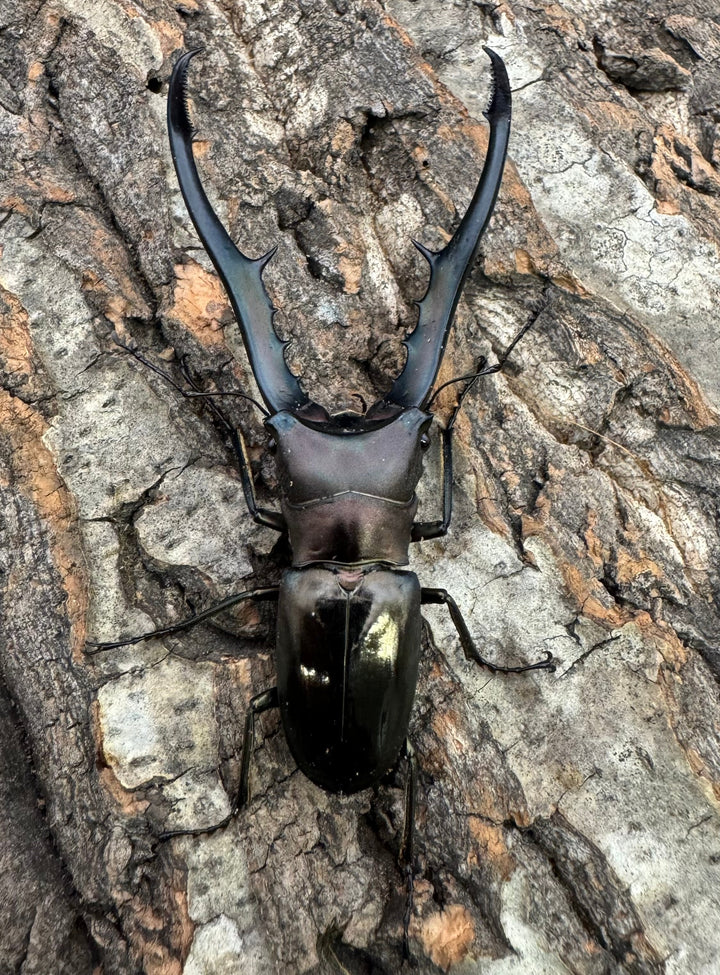 【WD】《メタリフェルホソアカ 78mm ペア》