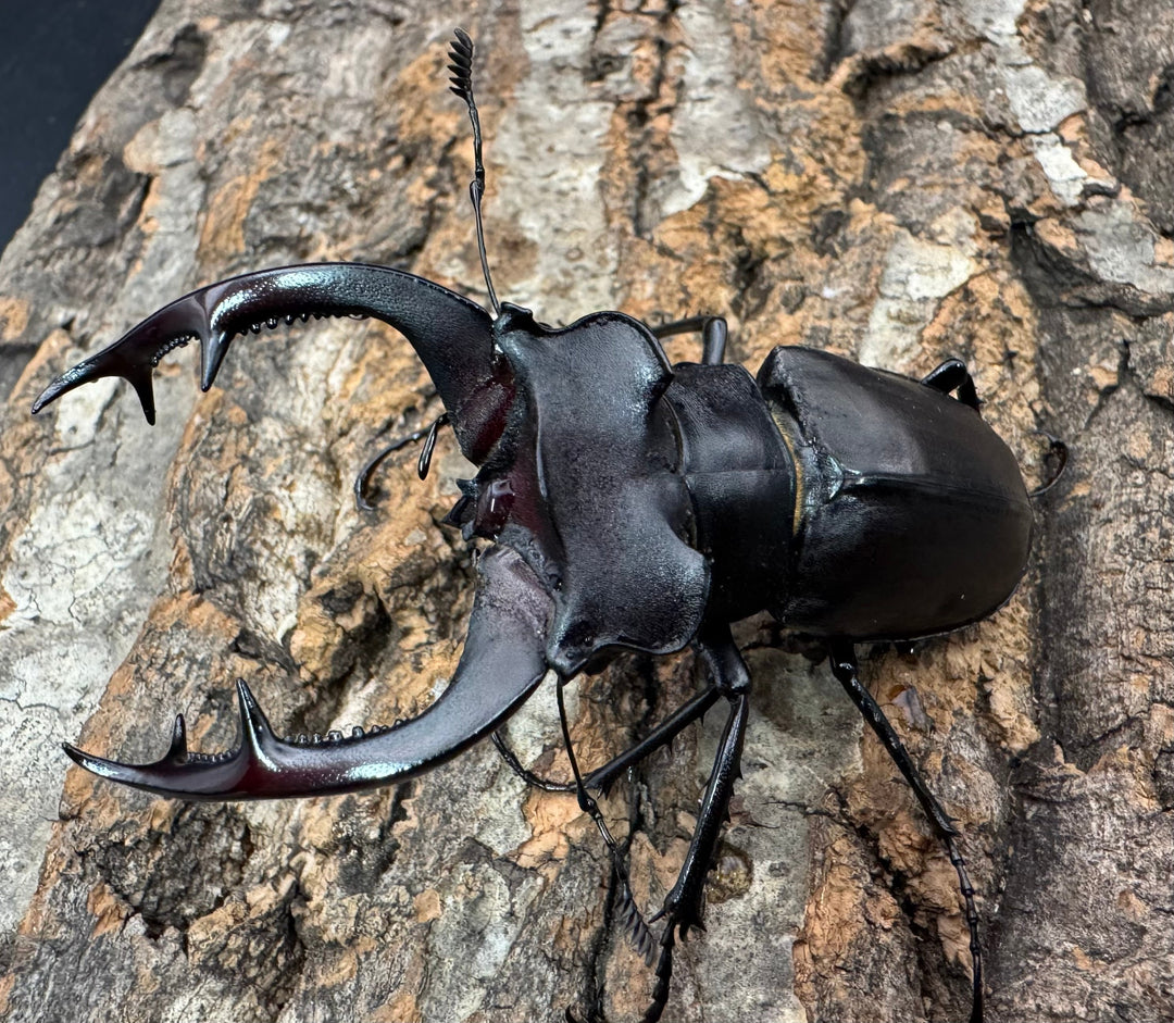 《アクベシアヌスミヤマ 80mm ペア》②