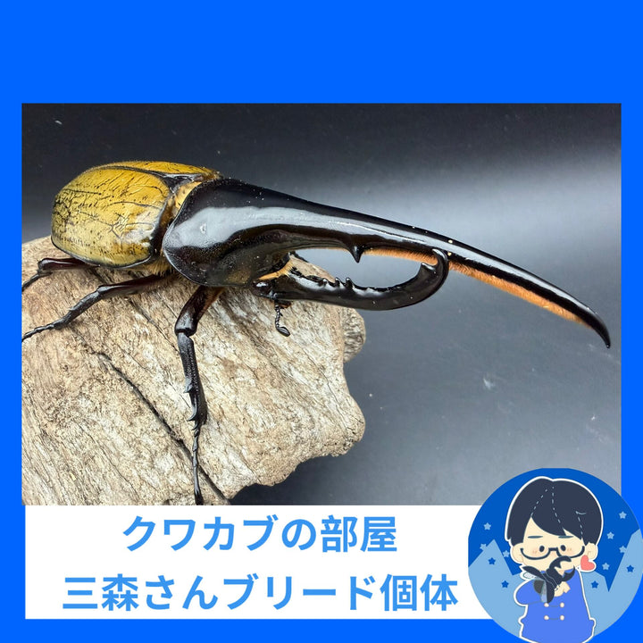 《ヘラクレス・ヘラクレス 155mm ペア》クワカブの部屋三森氏ブリード個体