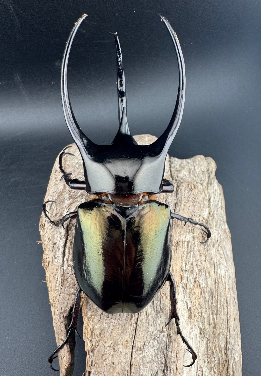 【WD】《ジャワコーカサスオオカブト 105.5mm ペア》