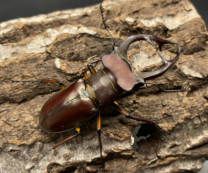 【WD】2018新種記載《ジュシャンミヤマ 60mm ペア A’品》