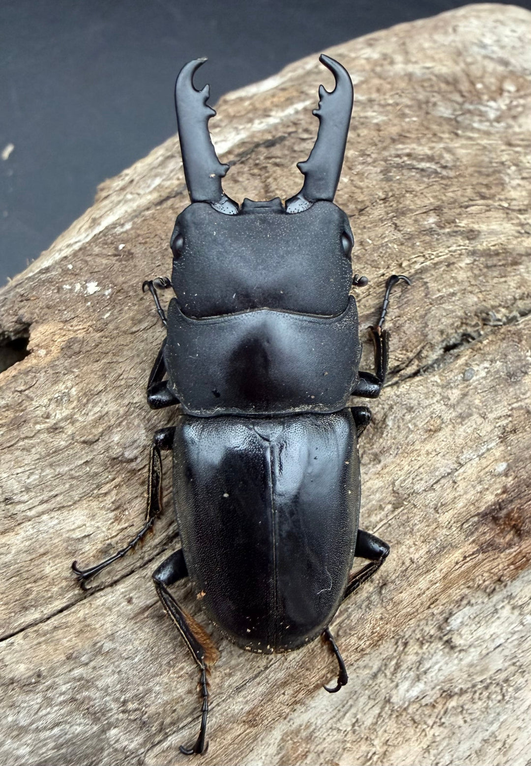 【WD】《タウネスヒラタクワガタ 47mm ペア》