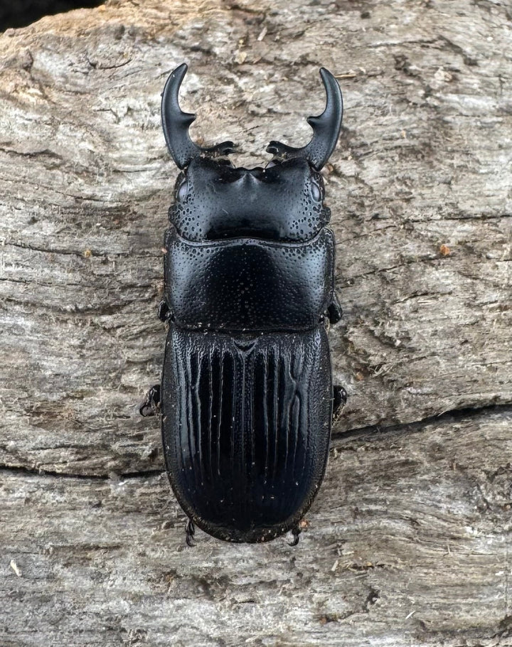 【WD】《フィリピンネブト原名亜種 25mm ペア》