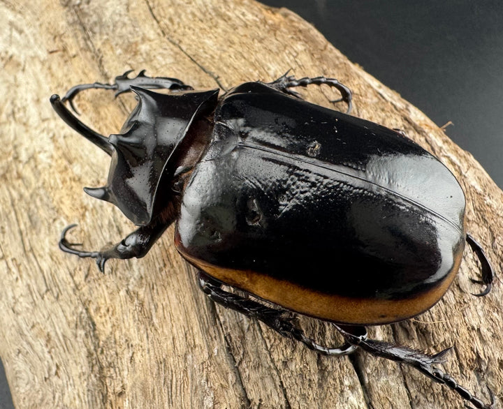 《ハードウィッケイゴホンツノカブト 61mm ペア》