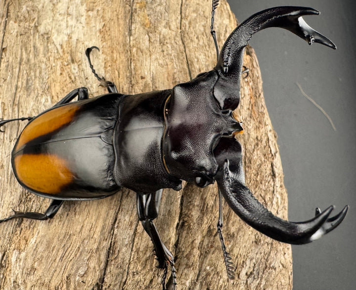 【WD】《セアカフタマタ（パリーフタマタ） 80mm ペア》