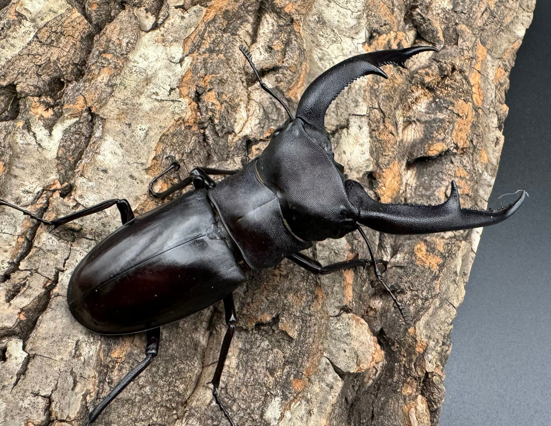 【WD】《マンディブラリスフタマタ 96.5mm ペア》