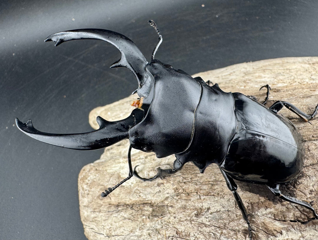 【WD】《インターメディアツヤクワガタ リサル産 93mm ペア》