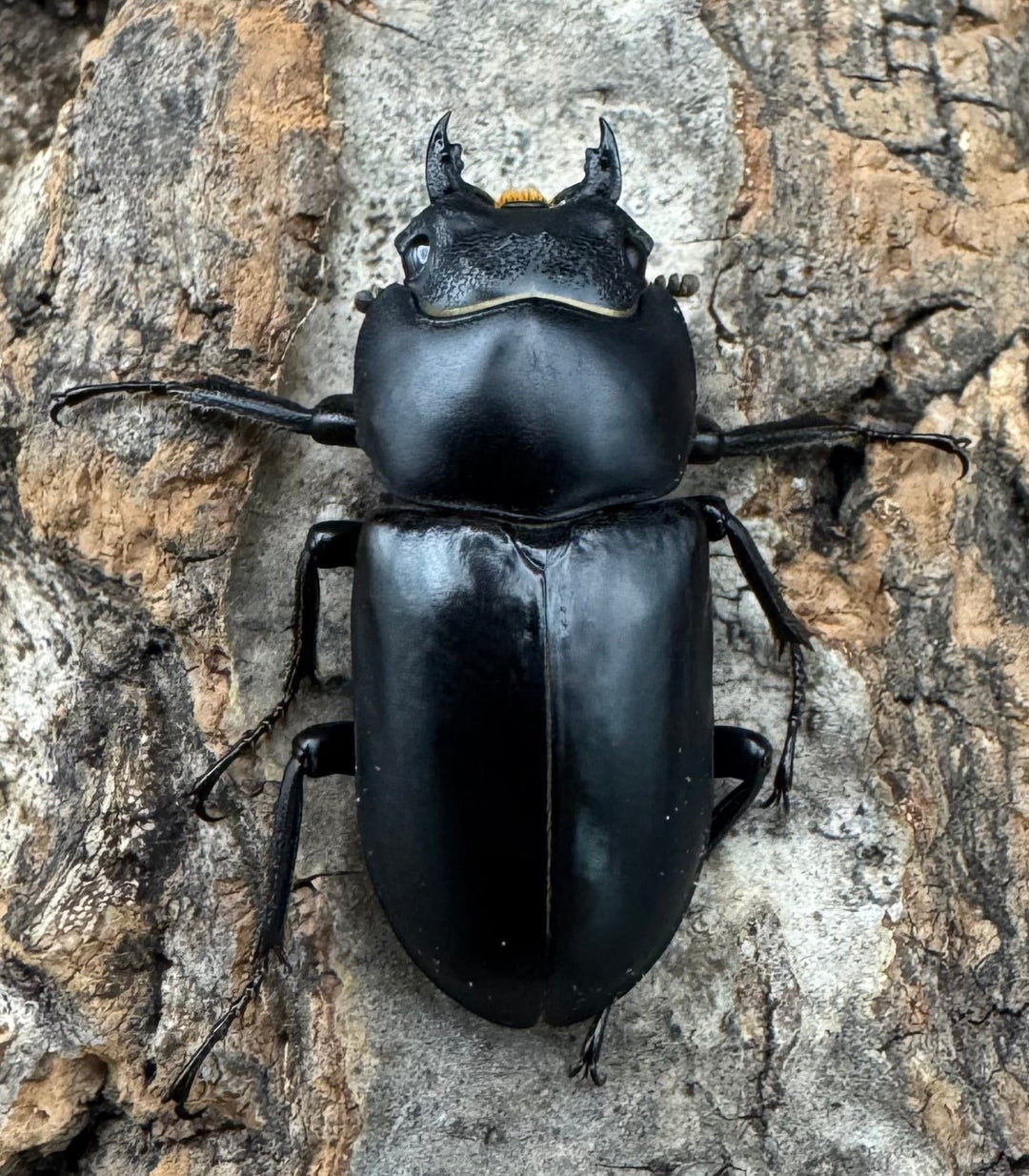 【WD】《セメノウコクワ 雅安産 35mm ペア》