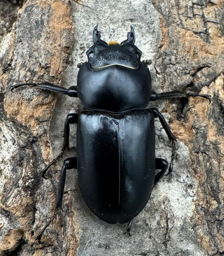 【WD】《セメノウコクワ 雅安産 35mm ペア》