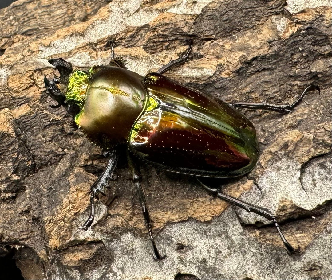 《ニジイロクワガタ 59mm ペア》