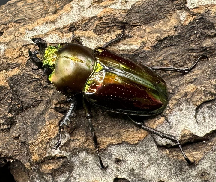 《ニジイロクワガタ 59mm ペア》