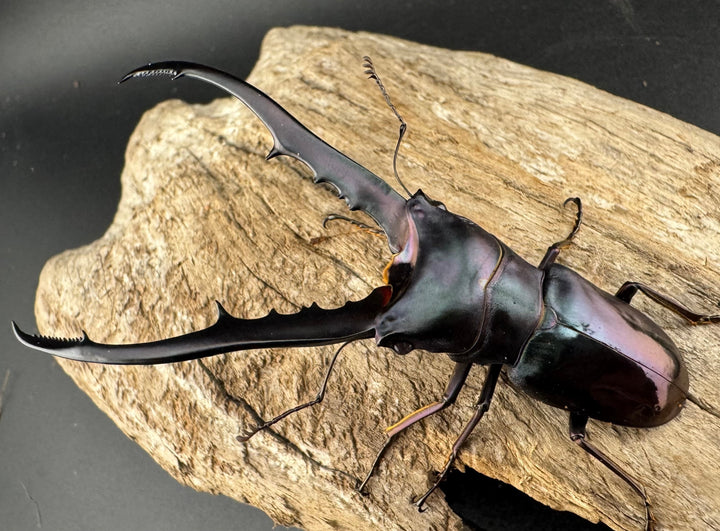 【美麗】《メタリフェルホソアカ亜種finae 77mm ペア》わたくわ氏ブリード個体