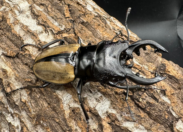 【WD】《ルデキンツヤクワガタ 64mm ペア》