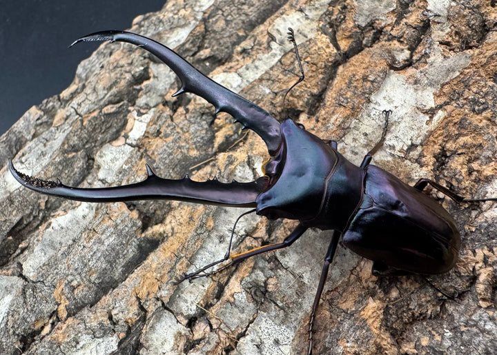 【美麗】《メタリフェルホソアカ 83mm ペア》わたくわ氏ブリード個体