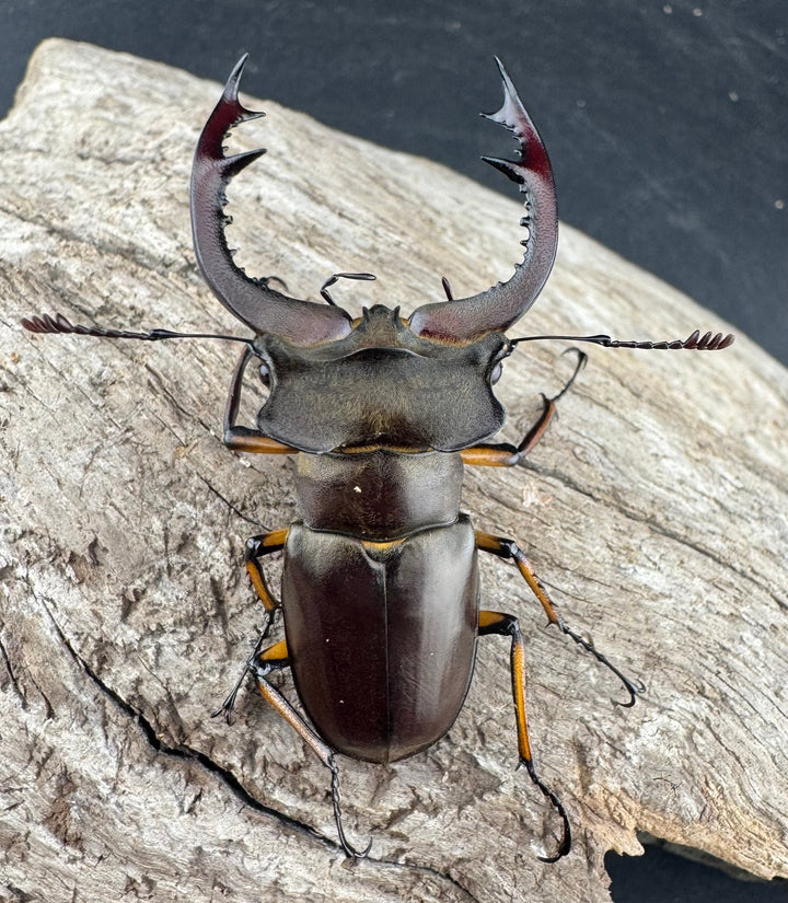 【WD】《フェアメイルミヤマ 雅安市産 54mm ペア》