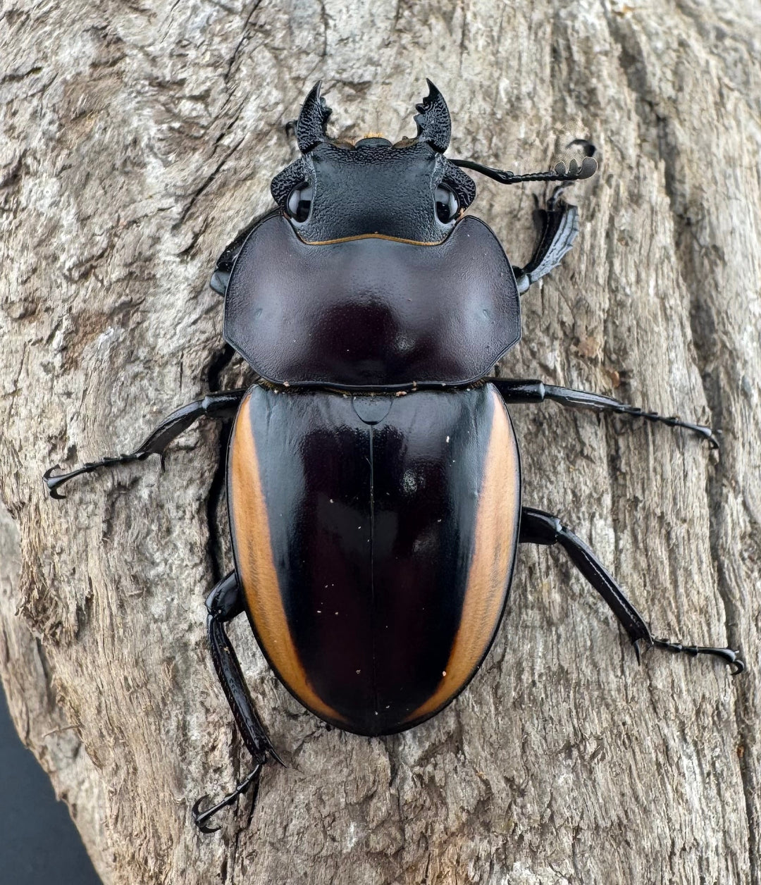 【WD】《スチーブンスツヤ亜種duivenbodei 40mm ♀単》