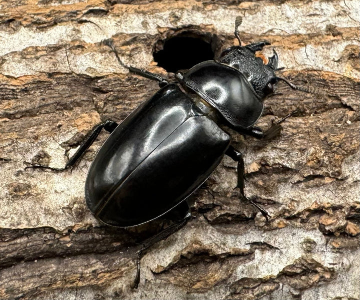 【WD】《ブケットフタマタ 71mm ペア》