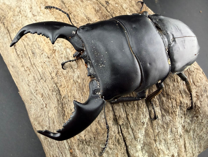 【WD】《スマトラオオヒラタ アチェ産 90.5mm ペア》