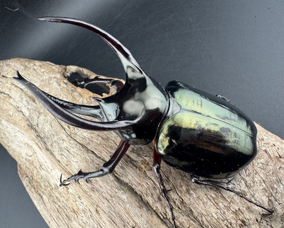 【WD】《アトラスオオカブト原名亜種 パロロ パル産 87mm ペア》