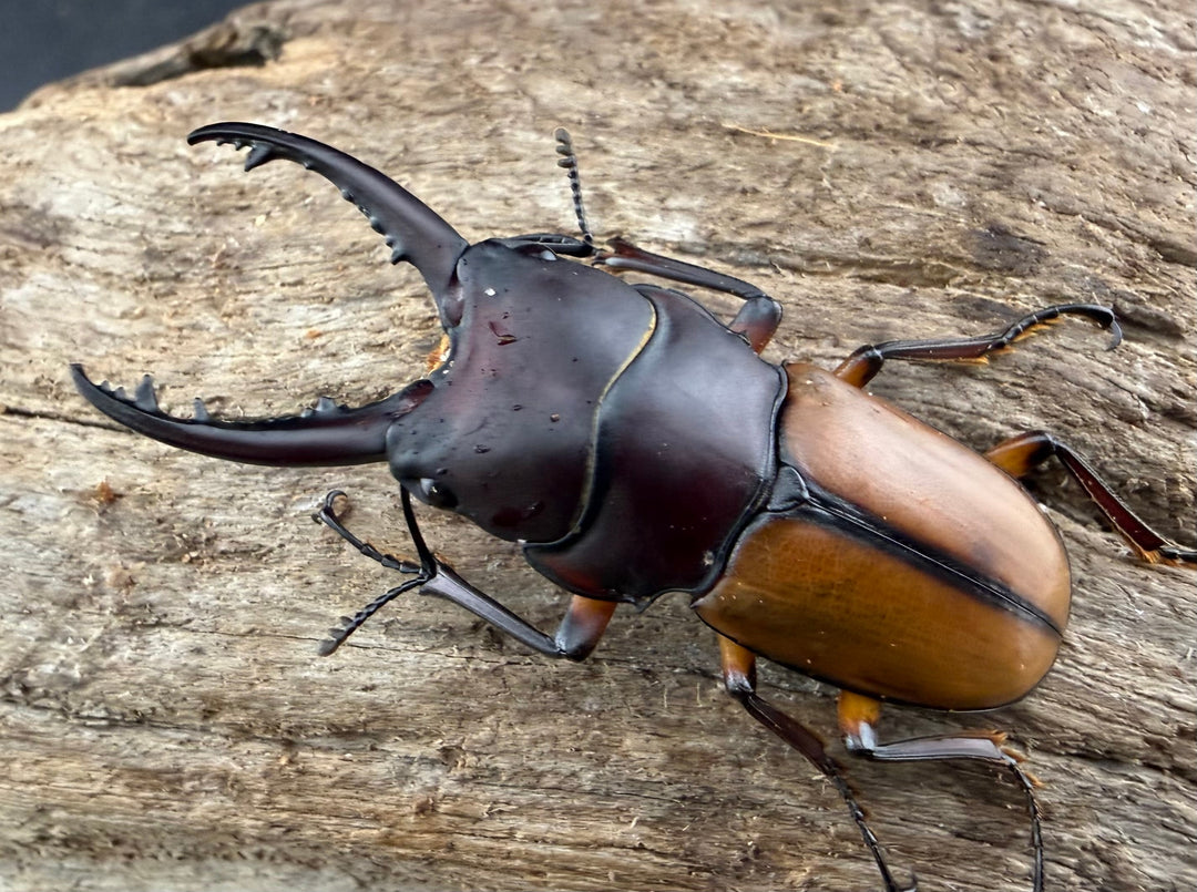 【WD】《ブルイジンノコギリ ペレン島産 41mm ペア》