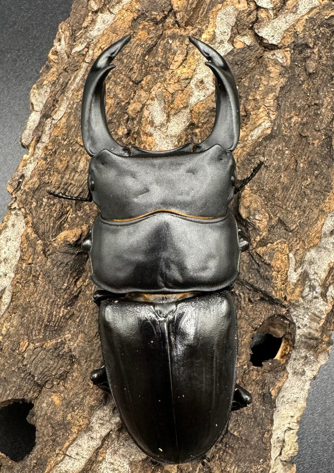 《オオクワガタ 川西血統 78mm ペア》ヒート氏ブリード個体