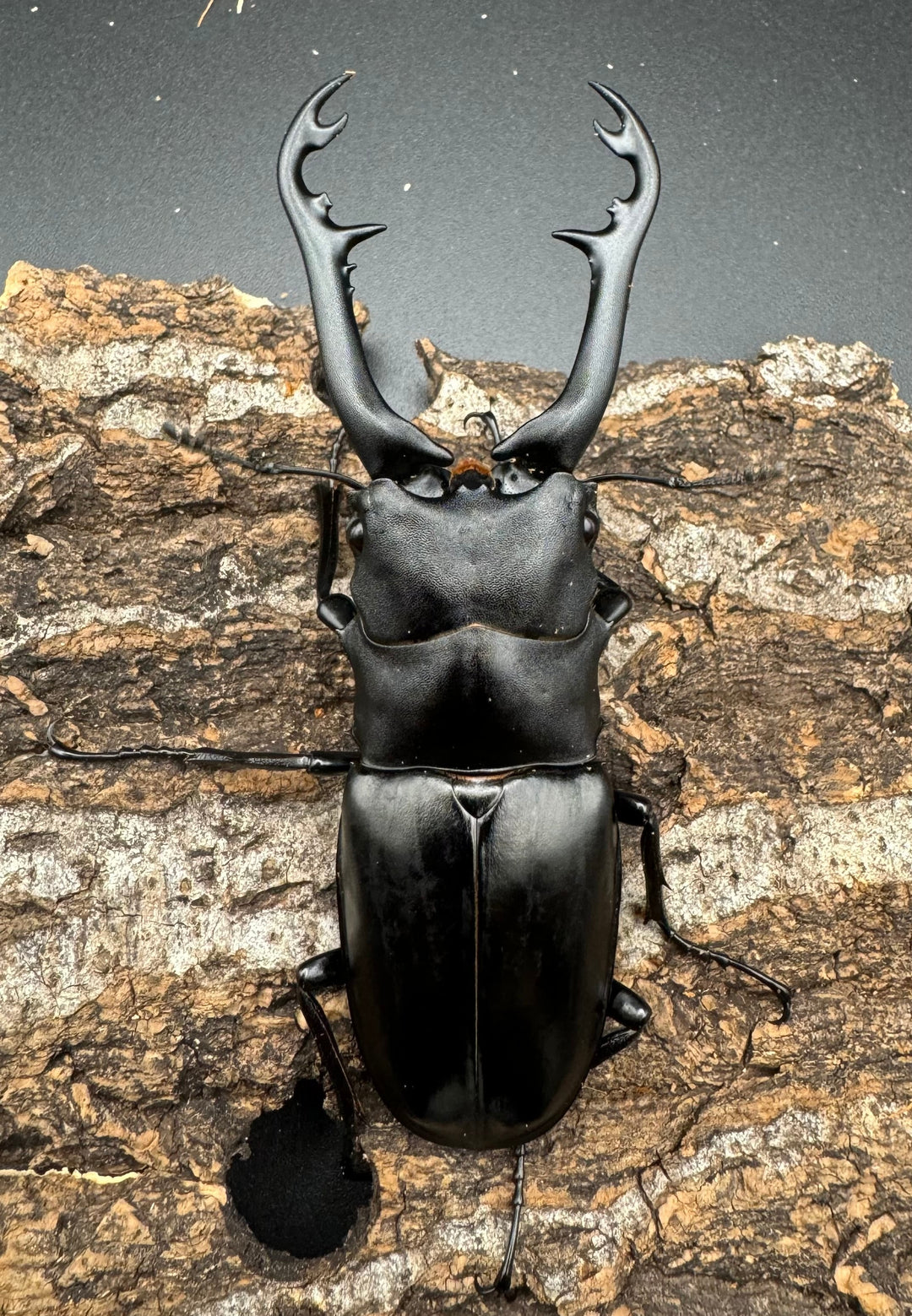 【WD】《ギラファノコギリ亜種ボロブドゥール 90mm ペア》