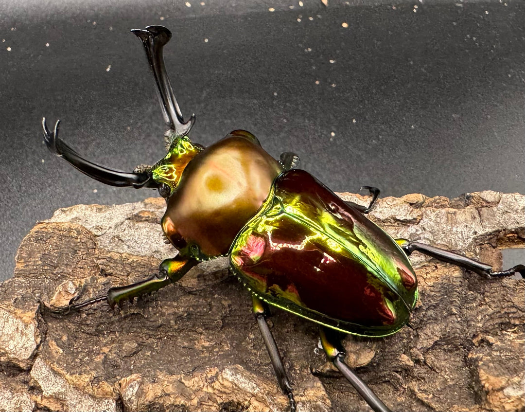 《ニジイロクワガタ 59mm ペア》