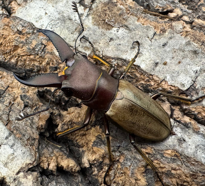 【WD】《モンタネルスホソアカクワガタ 37.5mm ペア》