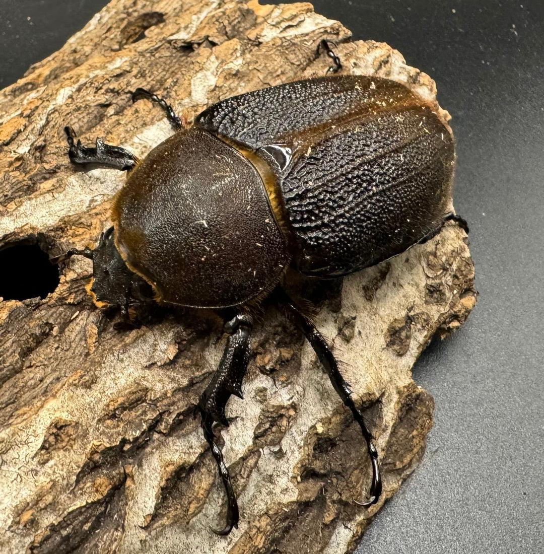 《ヘラクレス・ヘラクレス 125mm ペア》