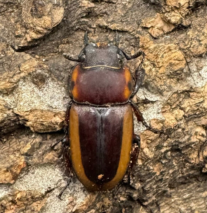 【WD】《ラテラリスノコギリ亜種アダチ 43mm ペア》