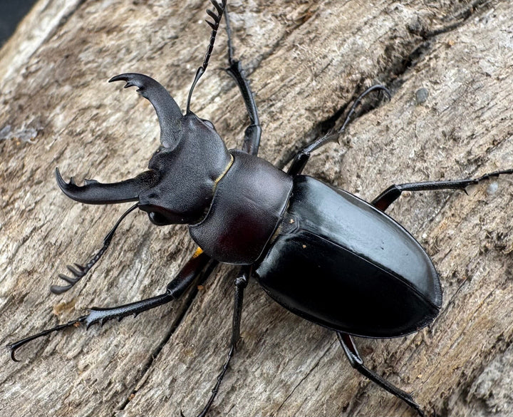 【WD】《パリーミヤマクワガタ 29mm ♂黒化型♀赤脚 ペア》