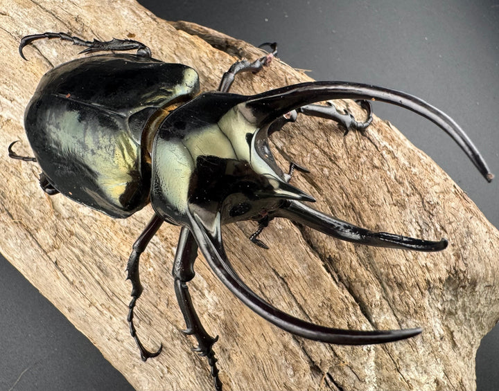 【WD】《ミンダナオアトラスオオカブト マラグサン産 94mm ペア》