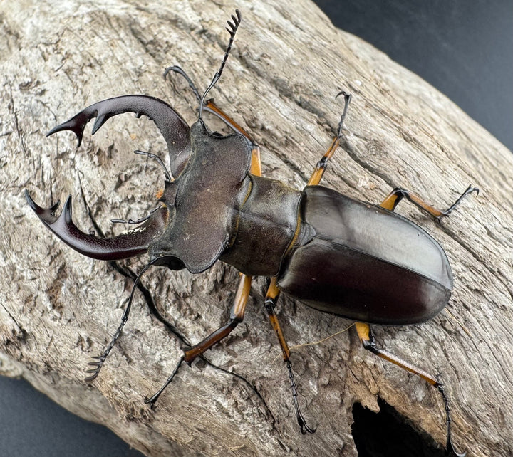 【WD】《フェアメイルミヤマ 雅安市産 55.5mm ペア》