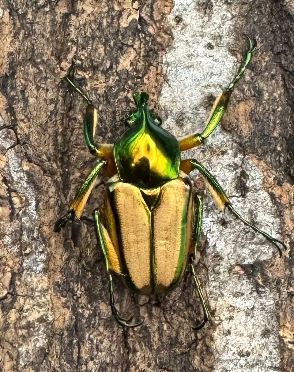 【WD】《ルマウィンヒメカブトハナムグリ ペア》