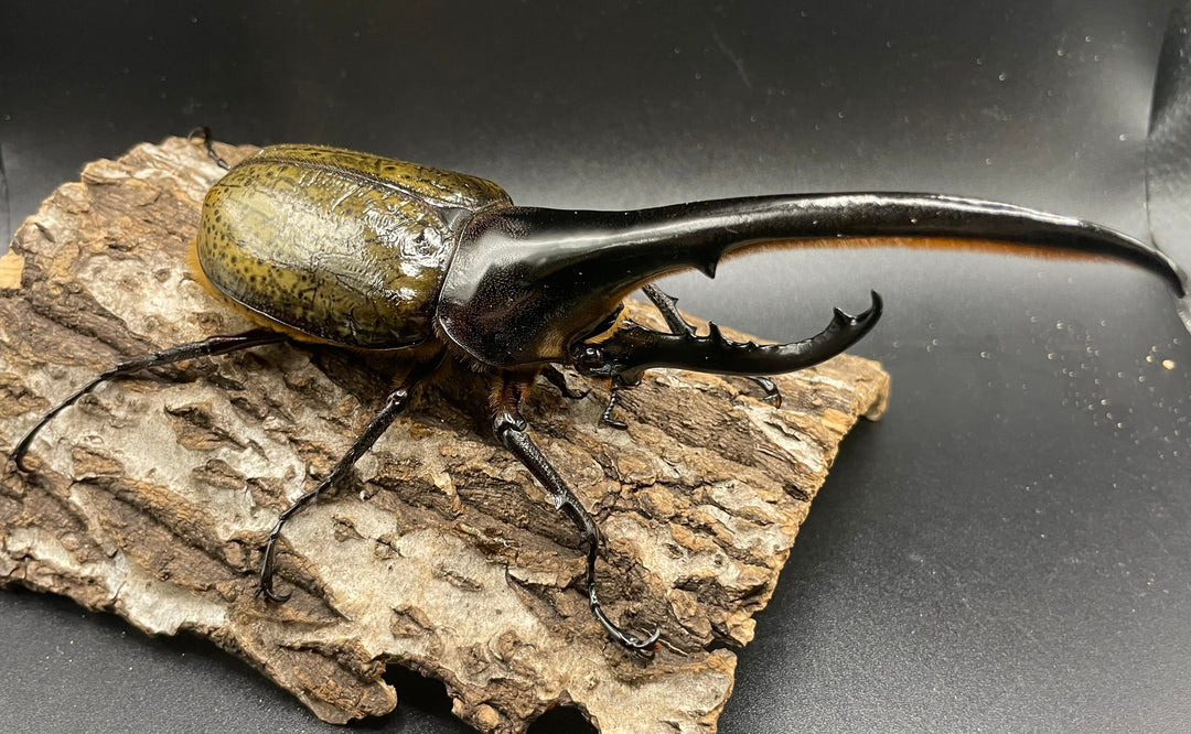 《ヘラクレス・ヘラクレス 147mm ペア》