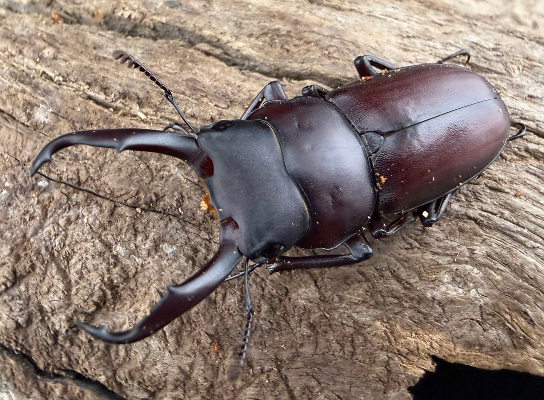 《ミシマコクワガタ 硫黄島産 40mm ♂♀♀トリオ》