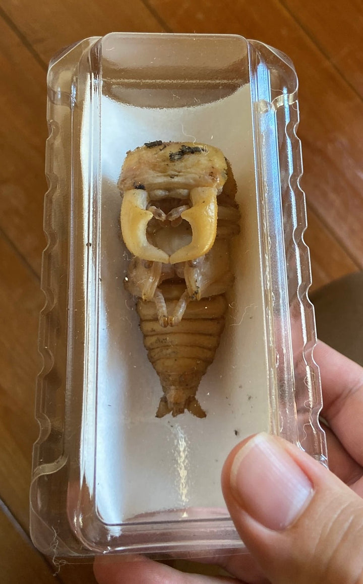 人工蛹室 DSPC（透明PETタイプ）CL