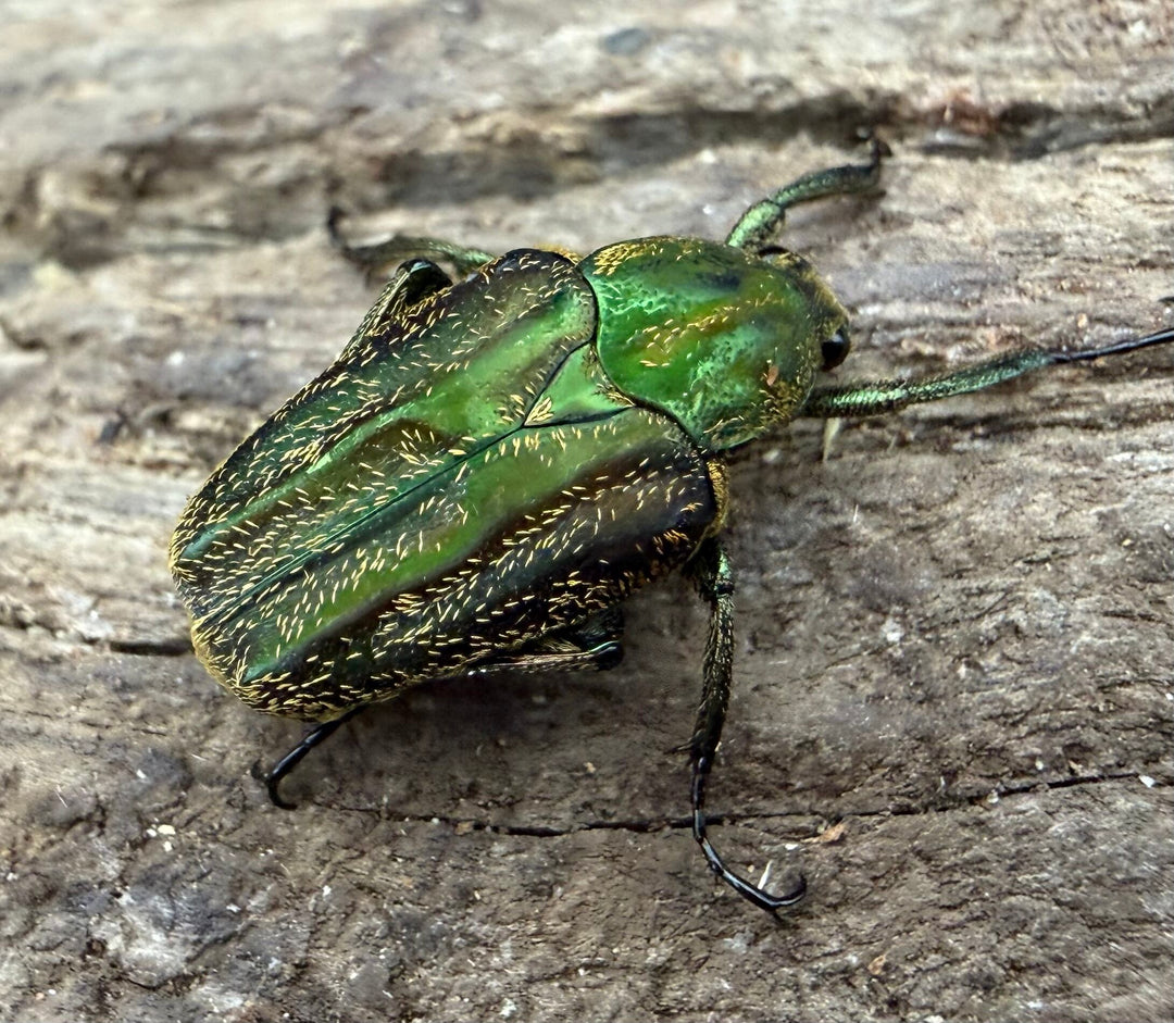 《セブサビカブトハナムグリ Free ペア》②
