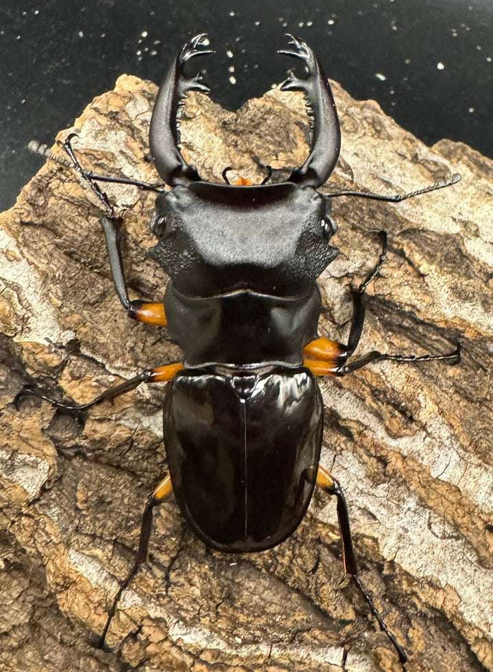 【WD】《インペリアリスツヤ亜種komorii 65mm ペア》