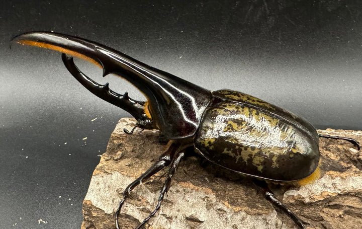 《ヘラクレス・ヘラクレス 148mm ペア》