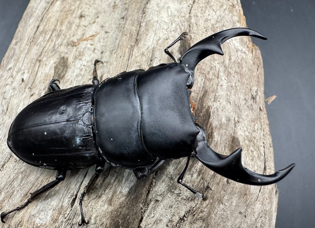 【WD】《パリーオオクワ パロロ パル産 64mm ペア》