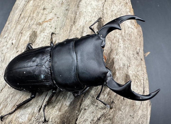 【WD】《パリーオオクワ パロロ パル産 64mm ペア》