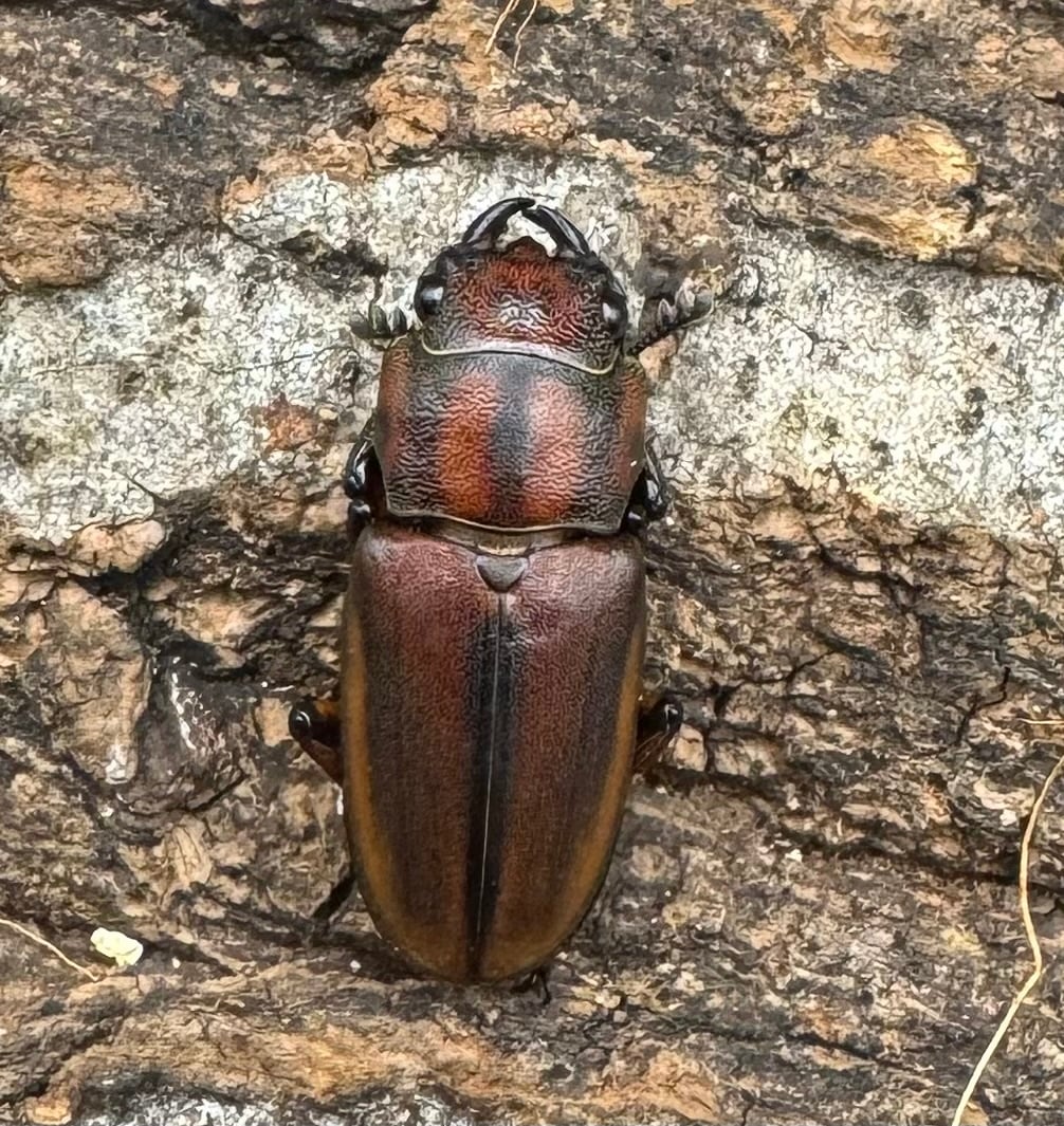 【WD】《ズベールホソアカ ミンダナオ産 52mm ペア》